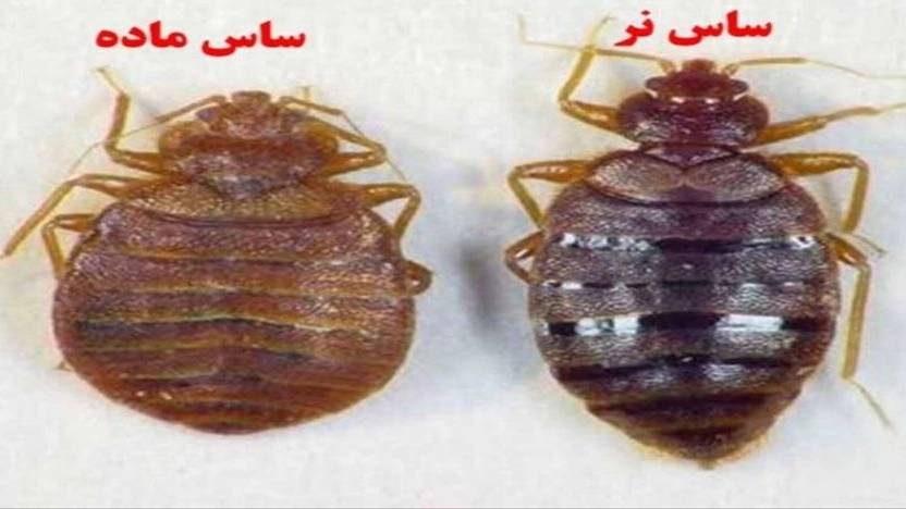 سمپاشی حشرات و جانوران موذی