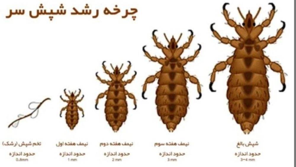 سمپاشی حشرات و جانوران موذی در مازندران