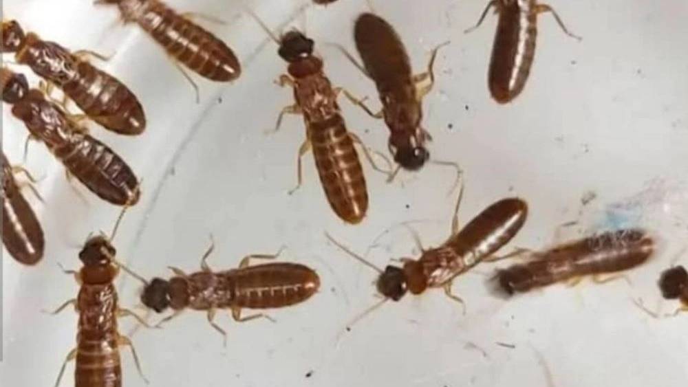 شرکت پاد اقلیم آویژه مازندران